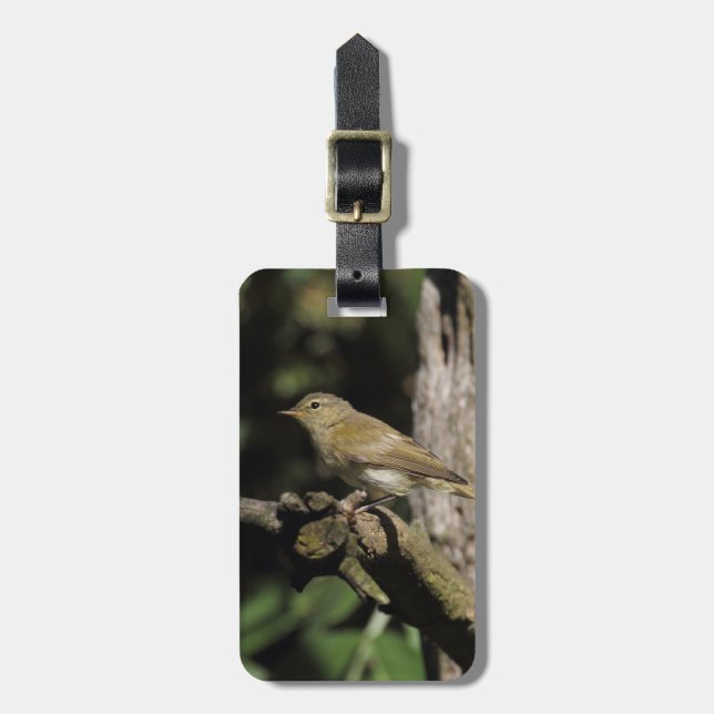 Phylloscopus collybita bagagebricka (Vertikal Framsida)