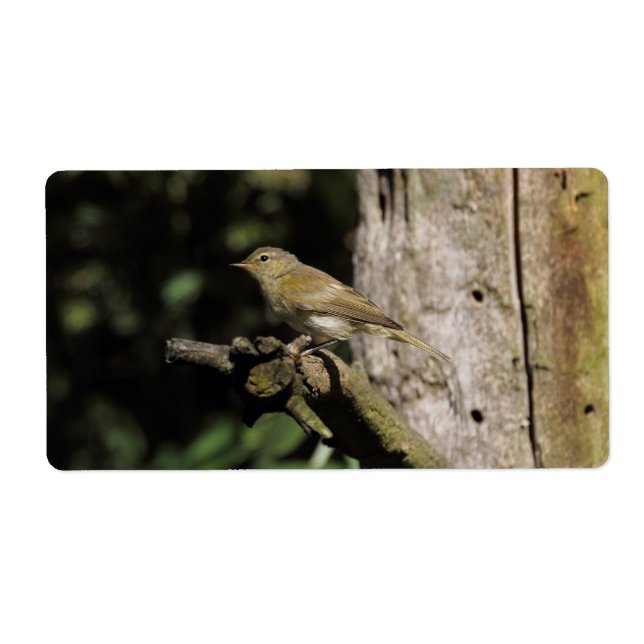 Phylloscopus collybita fraktsedel (Framsidan)