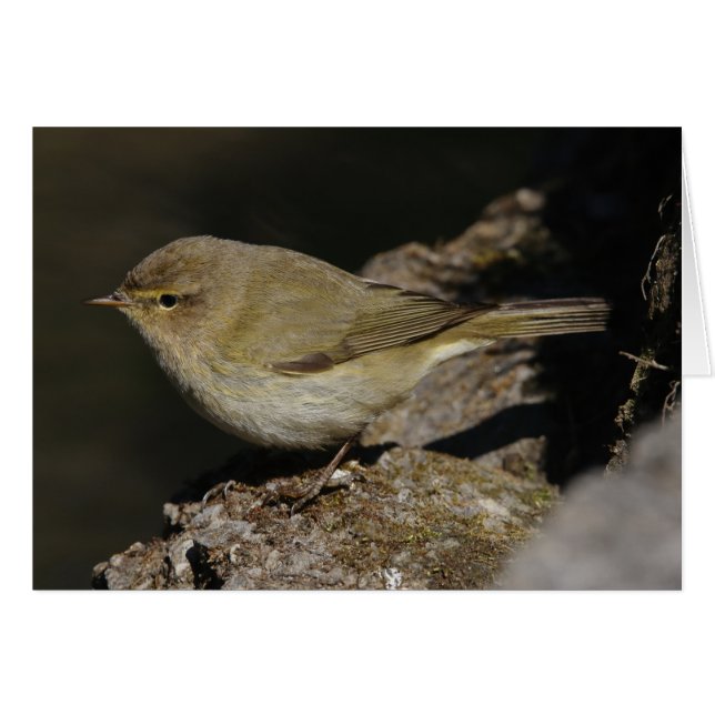 Phylloscopus collybita hälsningskort (Framsidan Horizontal)