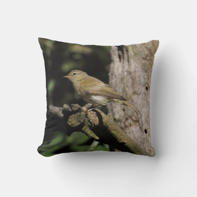 Phylloscopus collybita kudde (Framsida)