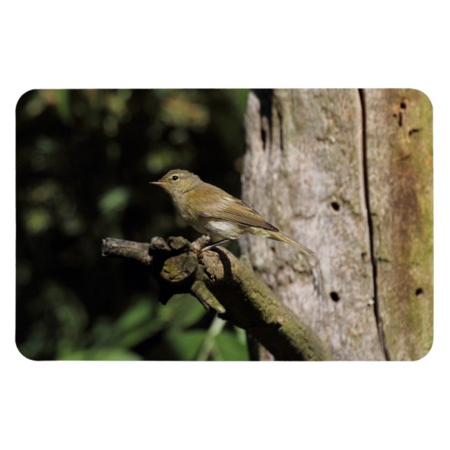 Phylloscopus collybita magnet (Horisontell)