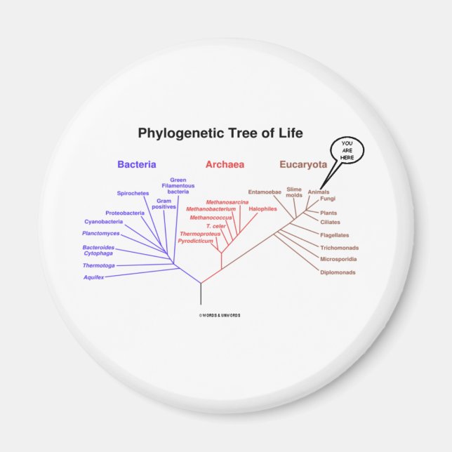 Phylogene Livets träd - Du är här (biologi) Magnet (Framsidan)