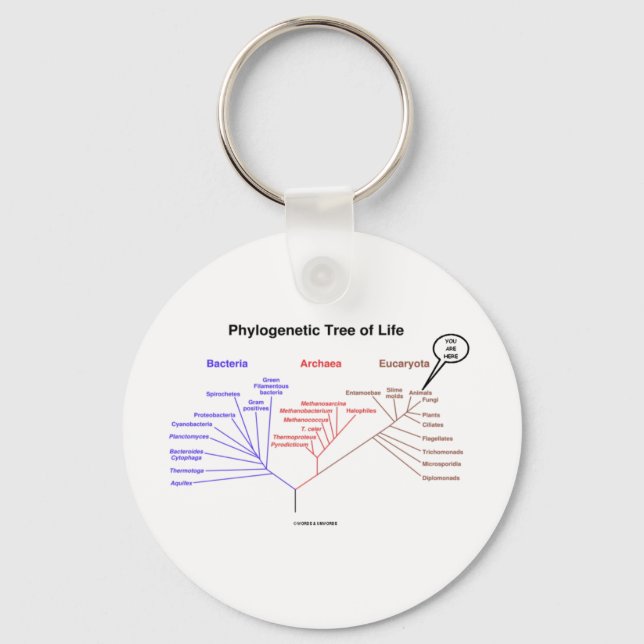 Phylogene Livets träd - Du är här (biologi) Nyckelring (Framsida)
