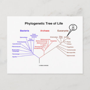 Phylogene Livets träd - Du är här (biologi) Vykort