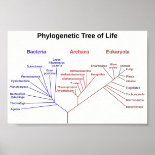 Phylogene Träd Poster