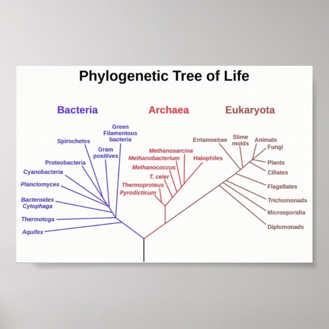 Phylogene Träd Poster (Framsidan)