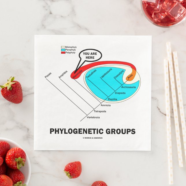 Phylogenetic Groups (Mammalia) You Are Here Pappersservett (Insitu)