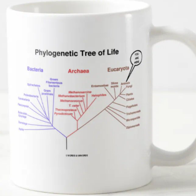 Phylogenetic livets träd - du är här (biologi) kaffemugg (Mug featuring the phylogenetic tree of life along with the "You Are Here" call-out)