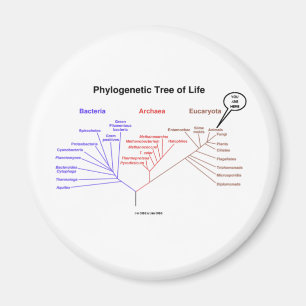 Phylogenetic livets träd - du är här (biologi) magnet