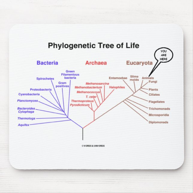 Phylogenetic livets träd - du är här (biologi) musmatta (Framsidan)