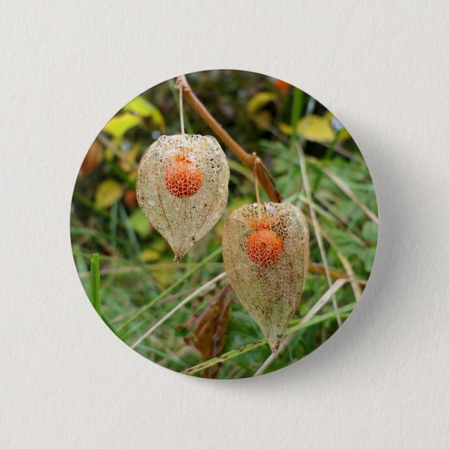 Physalis alkekengi Badge Knapp (Framsida)