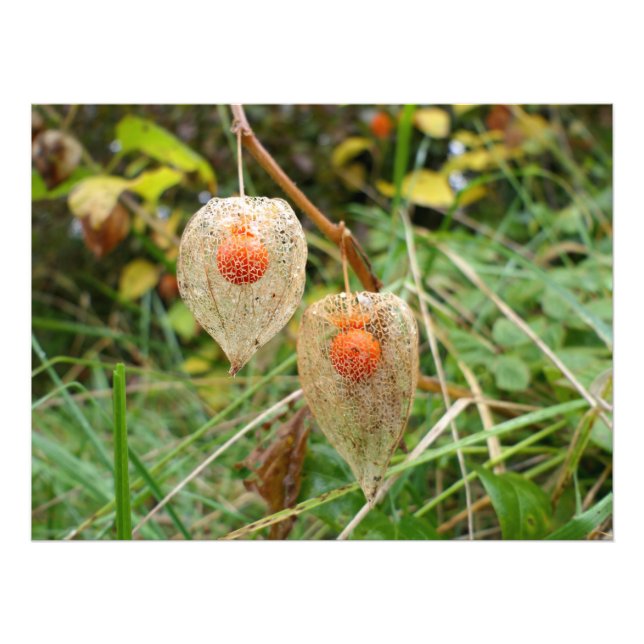 Physalis alkekengi fototryck (Framsidan)
