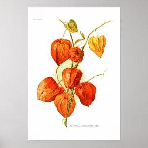 Physalis alkekengi franchetti poster