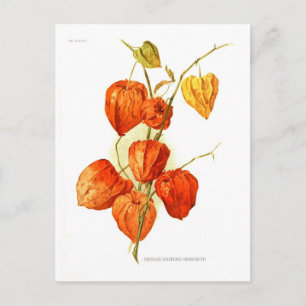 Physalis alkekengi franchetti vykort