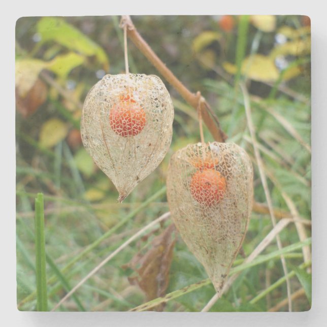 Physalis alkekengi stenunderlägg (Framsidan)