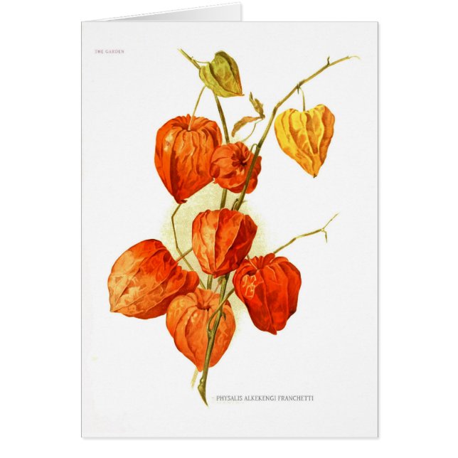 Physalisalkekengifranchetti Hälsningskort (Framsidan)