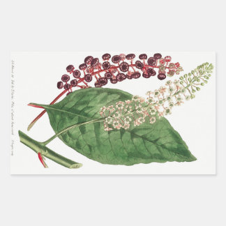 Phytolacca Decandra (American Pokeweed) (nr 1806) Rektangulärt Klistermärke