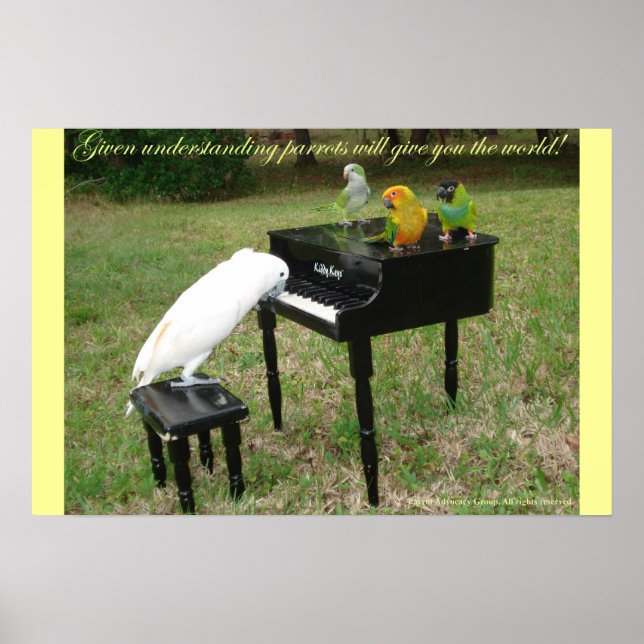 Pianist Parrots Poster (Framsidan)