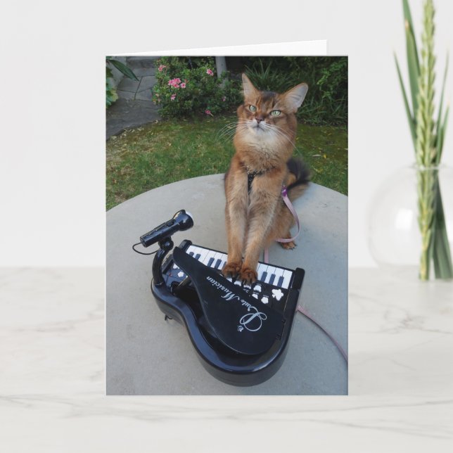 Piano Cat, Somali Cat Musician Spelar Piano Funny Kort (Framsida)