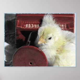 Piano Chick Poster