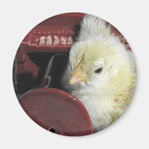 Piano Chick Vintage - titta på foto Magnet