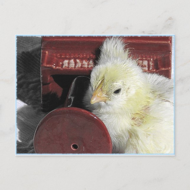 Piano Chick Vintage - titta på foto Vykort (Framsida)