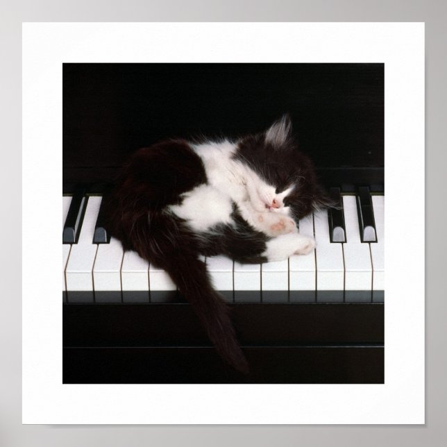 Piano Kitten Poster (Framsidan)