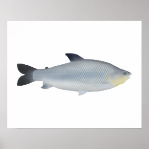Piauçu Poster
