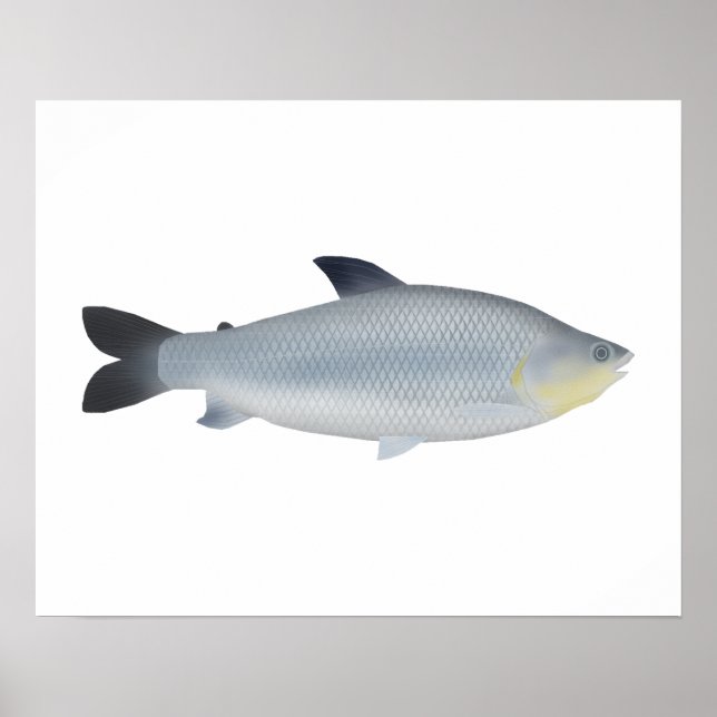 Piauçu Poster (Framsidan)