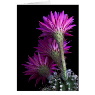 Piazza cactus blomma hälsningskort