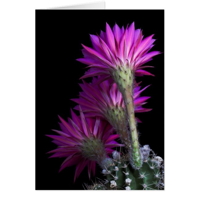 Piazza cactus blomma hälsningskort (Framsidan)