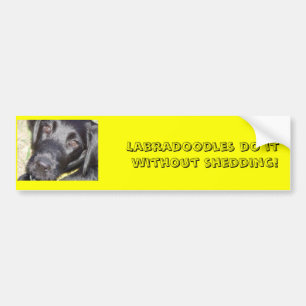 pic4 Labradoodles gör det, utan att utgjuta! Bildekal