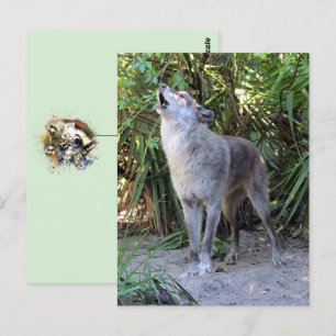 PIC (Howling Varg Postcard) Vykort