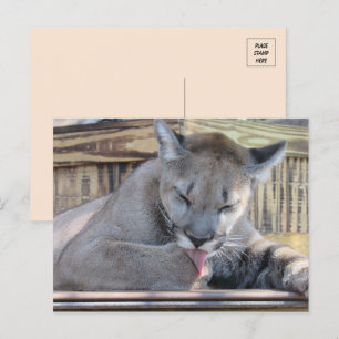 PIC med en 11 månaders gammal Cougar Unge Pic Vykort
