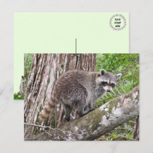 PIC med ett Foraging Raccoon-vykort Vykort