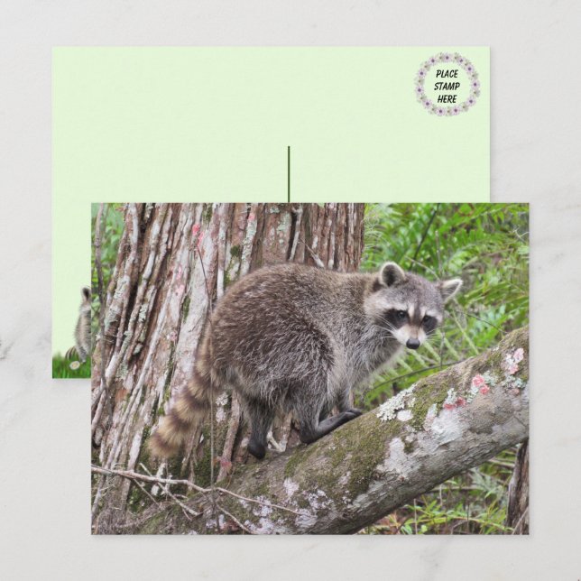 PIC med ett Foraging Raccoon-vykort Vykort (Fram/baksida)