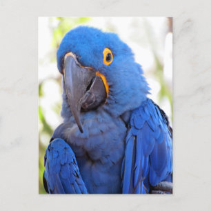 Pic of a Blue and Guld Macaw Vykort