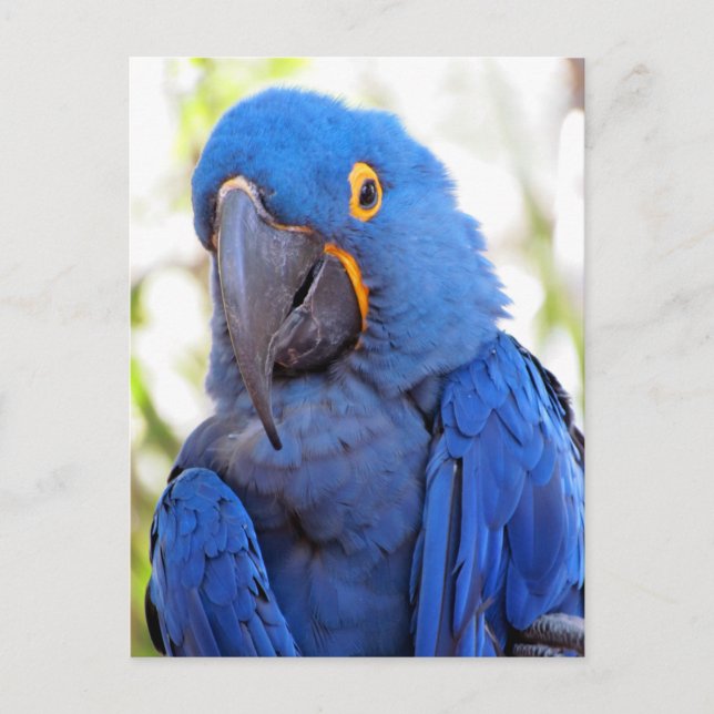 Pic of a Blue and Guld Macaw Vykort (Framsida)