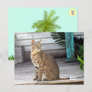Pic of a Florida Bobcat Vykort