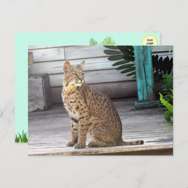 Pic of a Florida Bobcat Vykort (Fram/baksida)