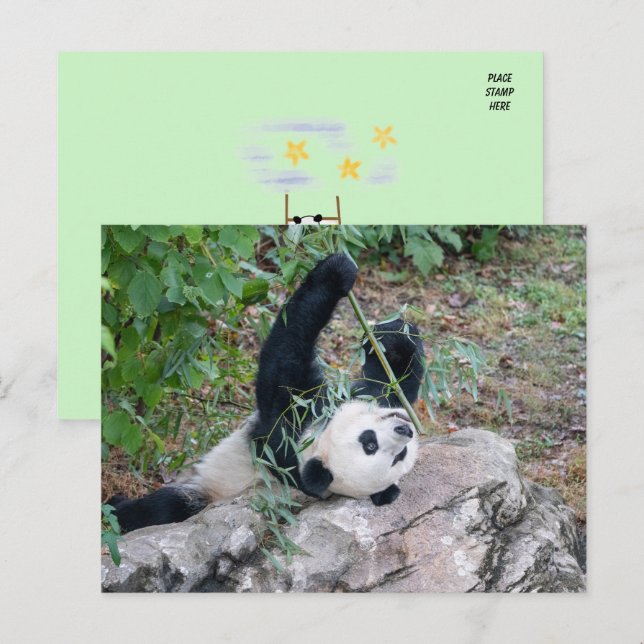 Pic of a Giant Panda Vykort (Fram/baksida)