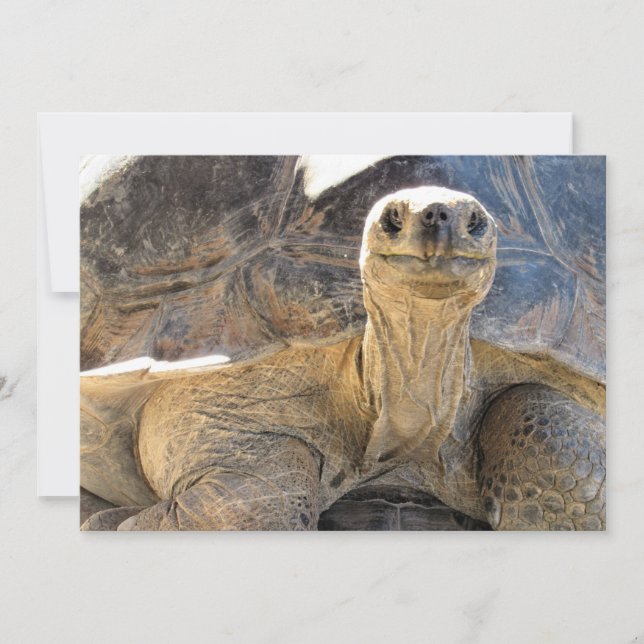 Pic of a Lycklig Tortiose - Flat Card Julkort (Framsida)