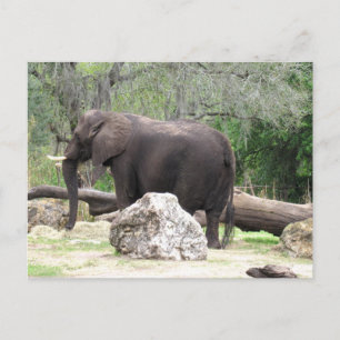 Pic of an African Elephant Postcard Vykort