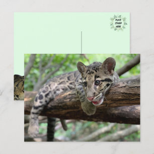 Pic of Clouded Leopard Unge Vykort