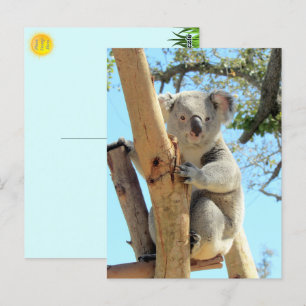 Pic of Koala - Australian Wildlife Photography Vykort