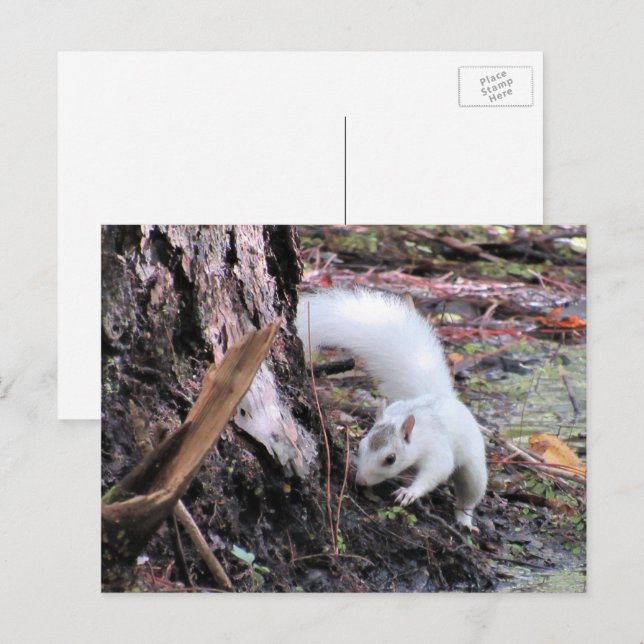 Pic of White Squirrel - Kissimmee Fl Vykort (Fram/baksida)