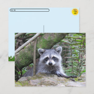 PIC-passerkort för en Baby-Raccoon Vykort