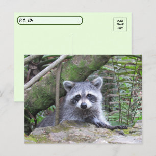 PIC-passerkort för en Baby-Raccoon Vykort