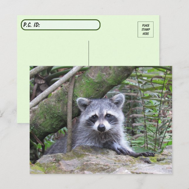PIC-passerkort för en Baby-Raccoon Vykort (Fram/baksida)