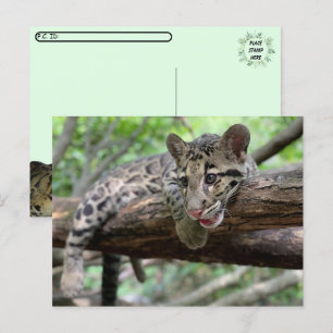 PIC (PIC) för Clouded Leopard Unge Vykort
